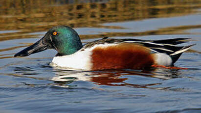 Canard souchet