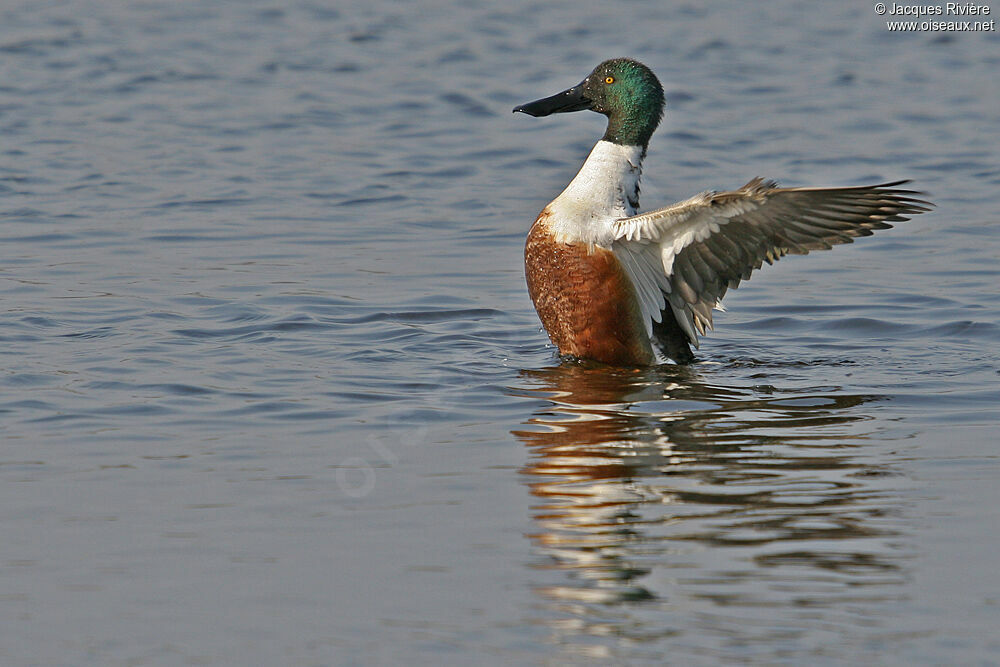 Canard souchet mâle adulte nuptial