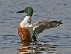 Canard souchet