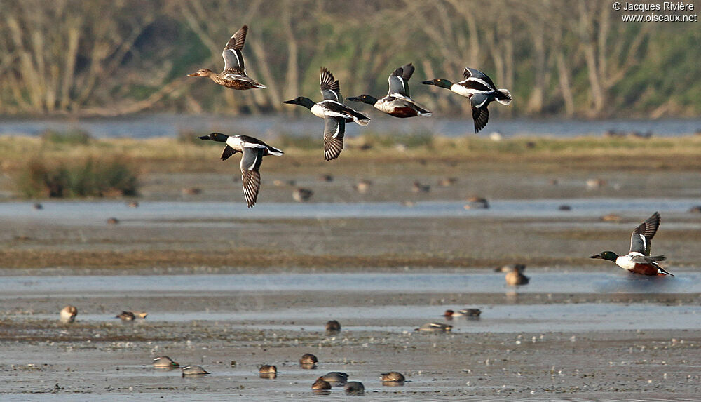 Northern Shoveler adult breeding, Flight