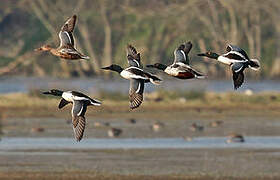 Canard souchet