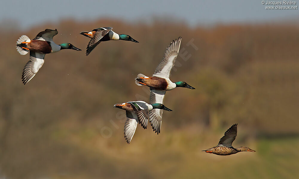 Canard souchet adulte nuptial, Vol