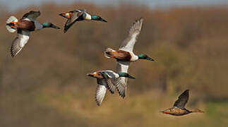 Canard souchet