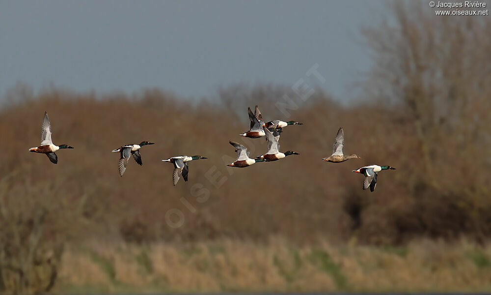 Northern Shoveler adult breeding, Flight