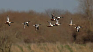 Northern Shoveler