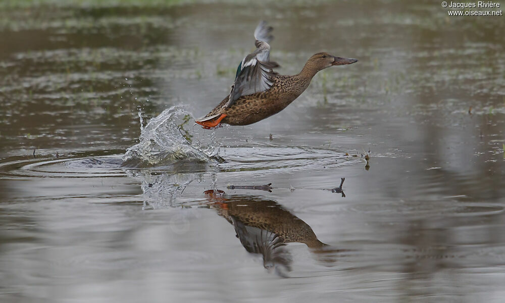 Northern Shoveler female adult breeding, Flight