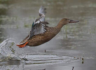 Canard souchet