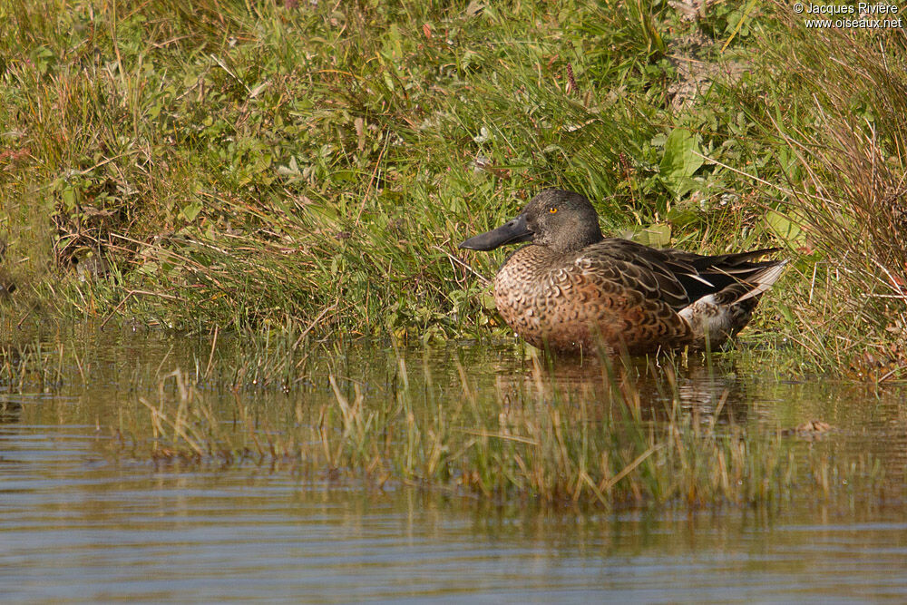 Northern Shoveler male