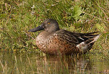 Canard souchet