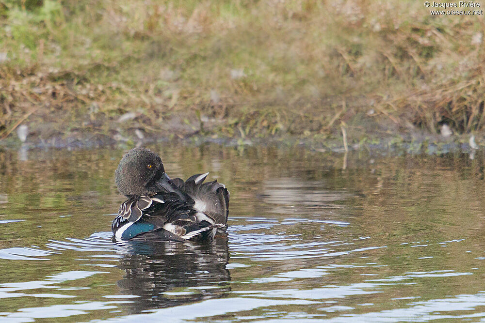 Canard souchet