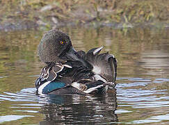 Canard souchet