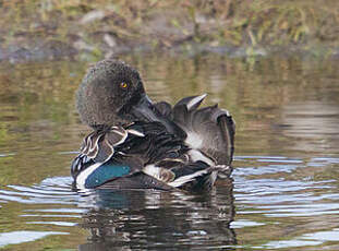 Canard souchet