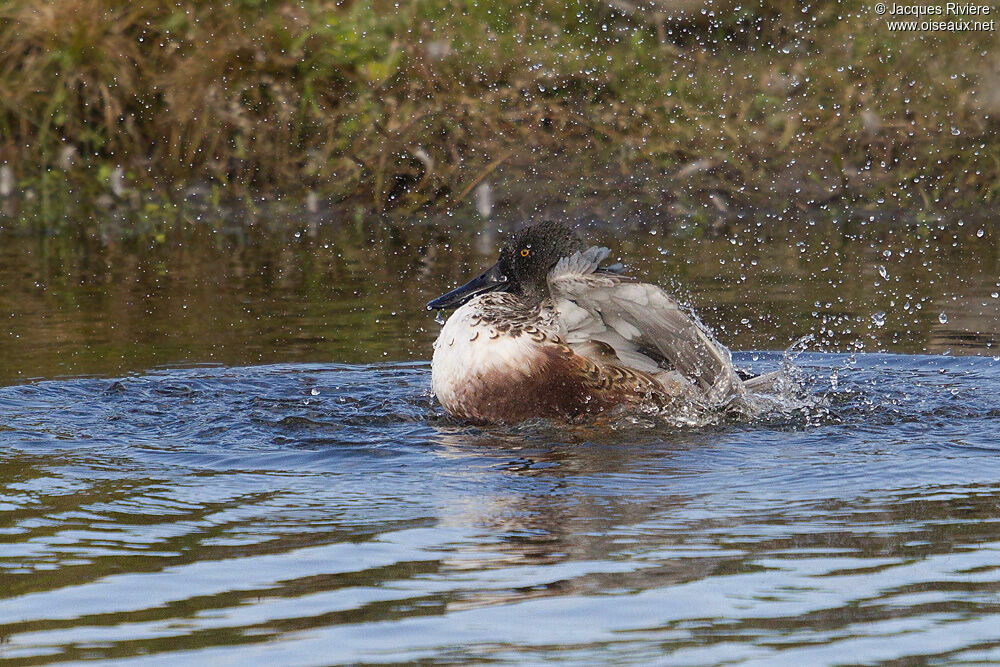 Canard souchet