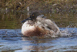 Canard souchet