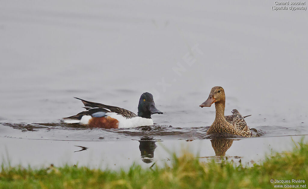 Canard souchetadulte nuptial, nage