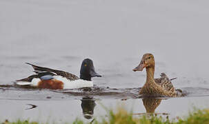 Canard souchet