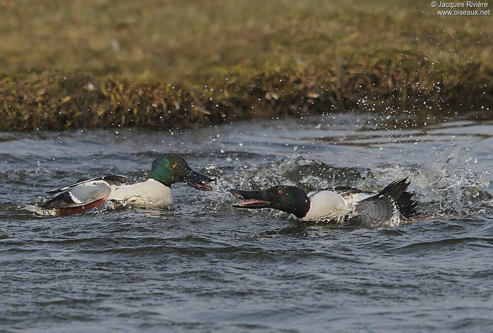 Northern Shoveler male adult breeding, Behaviour