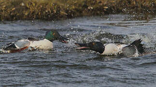 Northern Shoveler