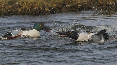 Canard souchet