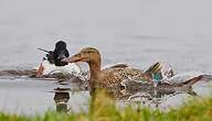 Canard souchet