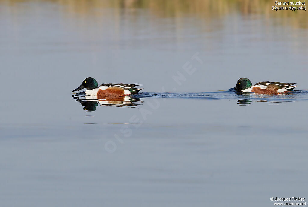 Northern Shoveler male adult breeding, identification, swimming