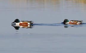 Canard souchet