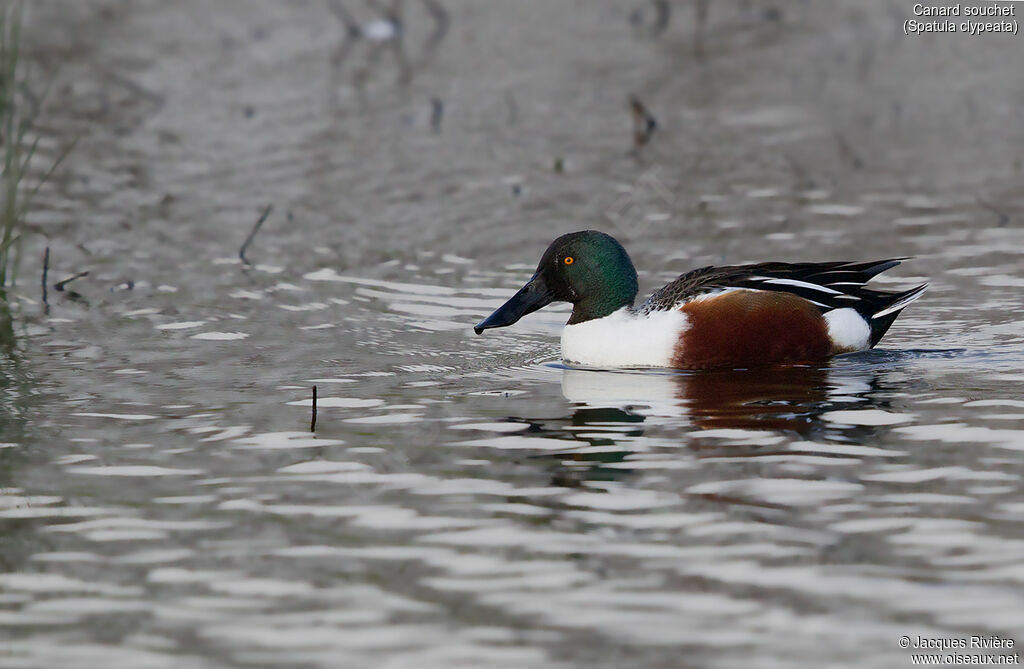 Northern Shoveler male adult breeding, identification, swimming