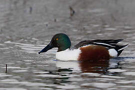 Northern Shoveler