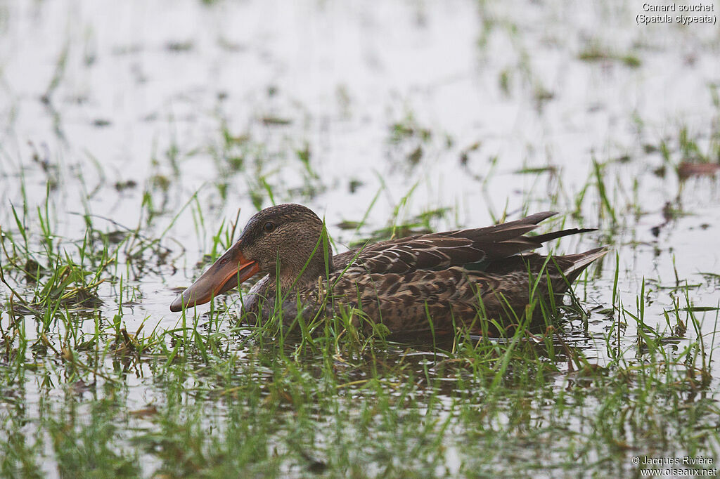 Northern Shoveler female adult breeding, identification, swimming