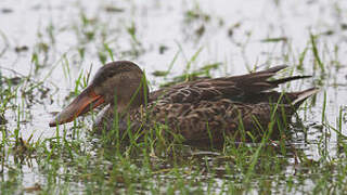 Canard souchet