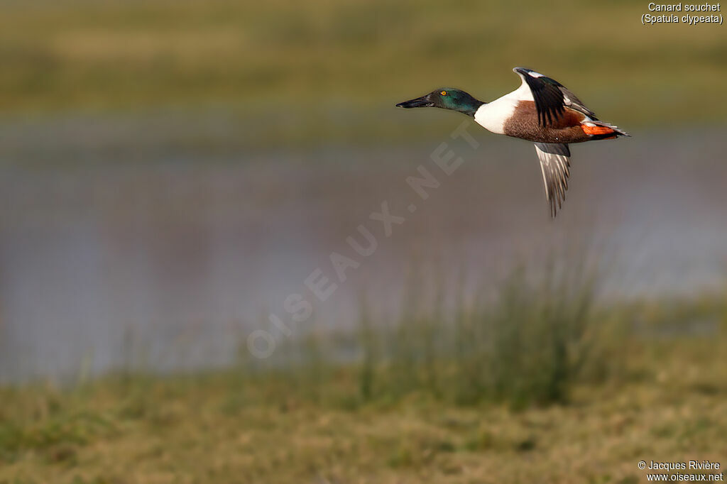 Northern Shoveler male adult breeding, Flight