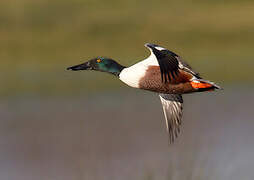 Northern Shoveler