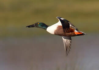 Canard souchet