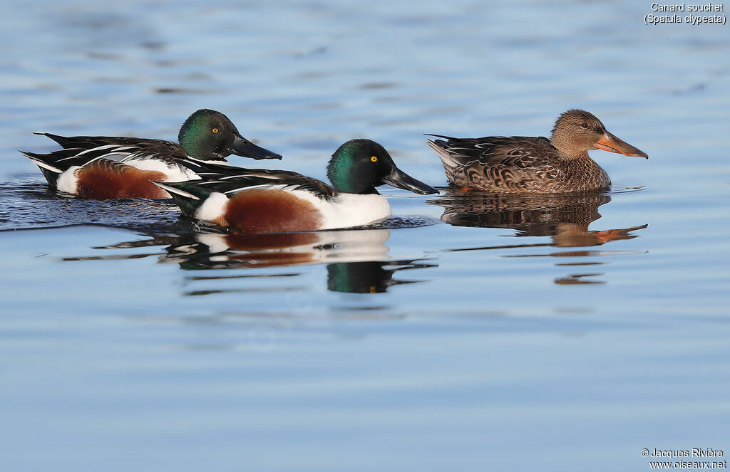 Northern Shoveleradult breeding, swimming