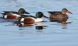 Northern Shoveler