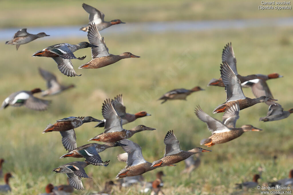 Canard souchet, Vol