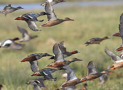 Canard souchet