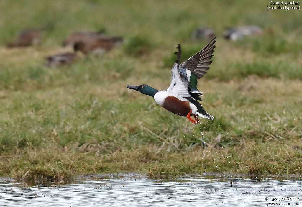 Northern Shoveler male adult breeding, Flight