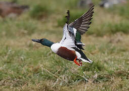 Northern Shoveler