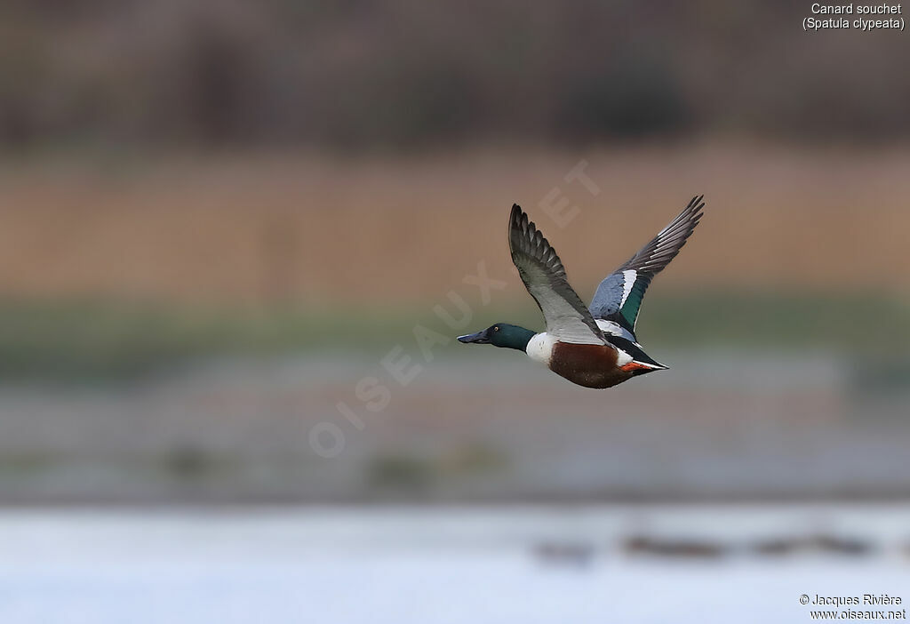 Northern Shoveler male adult breeding, Flight