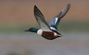 Northern Shoveler