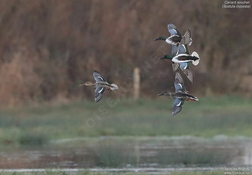 Northern Shoveleradult, Flight