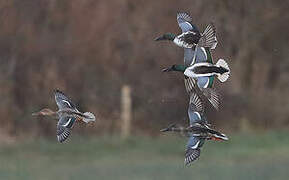 Northern Shoveler