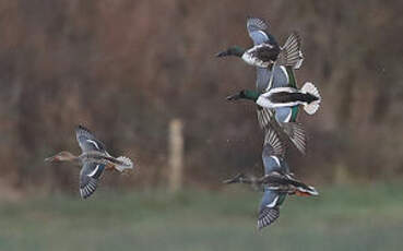 Canard souchet