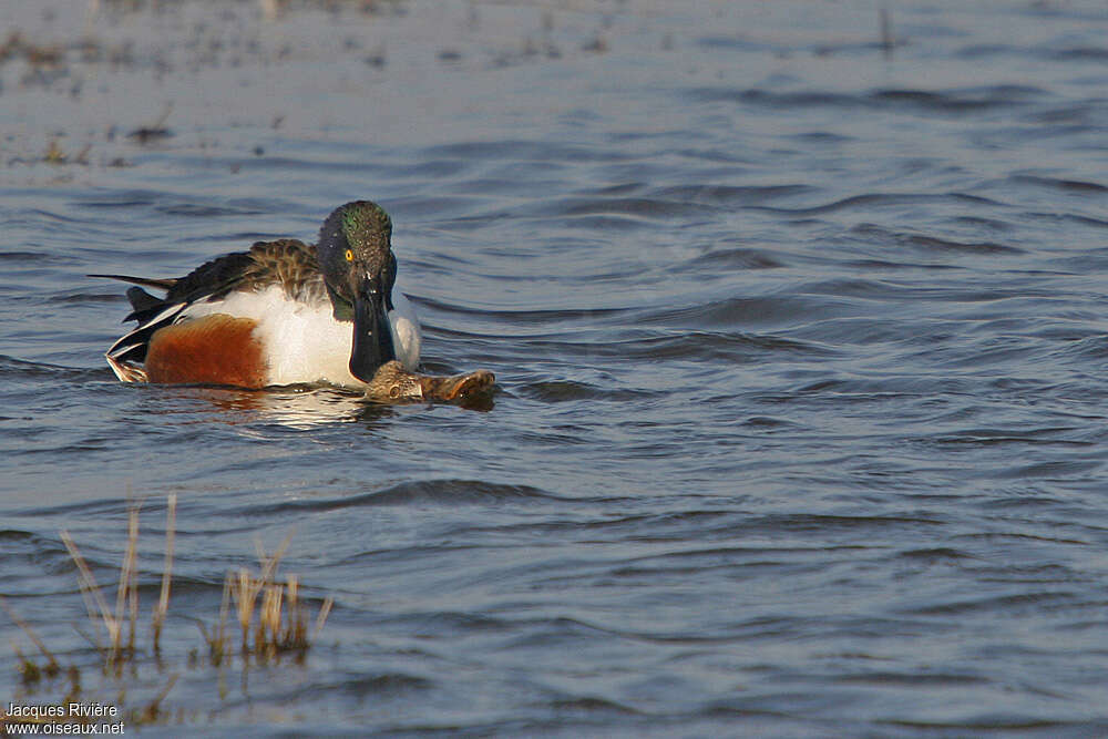 Canard souchetadulte nuptial, accouplement., Comportement