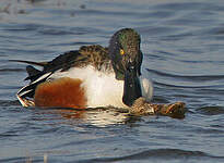 Canard souchet