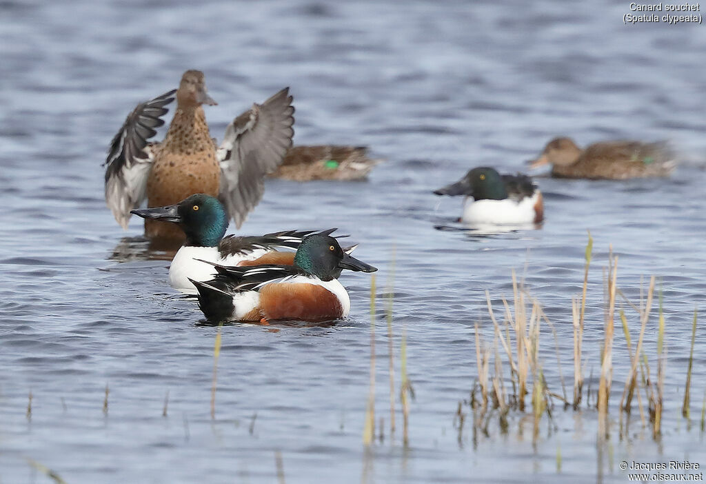 Northern Shoveleradult breeding, courting display