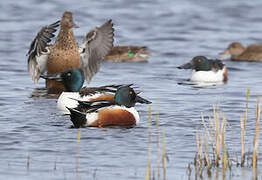 Northern Shoveler