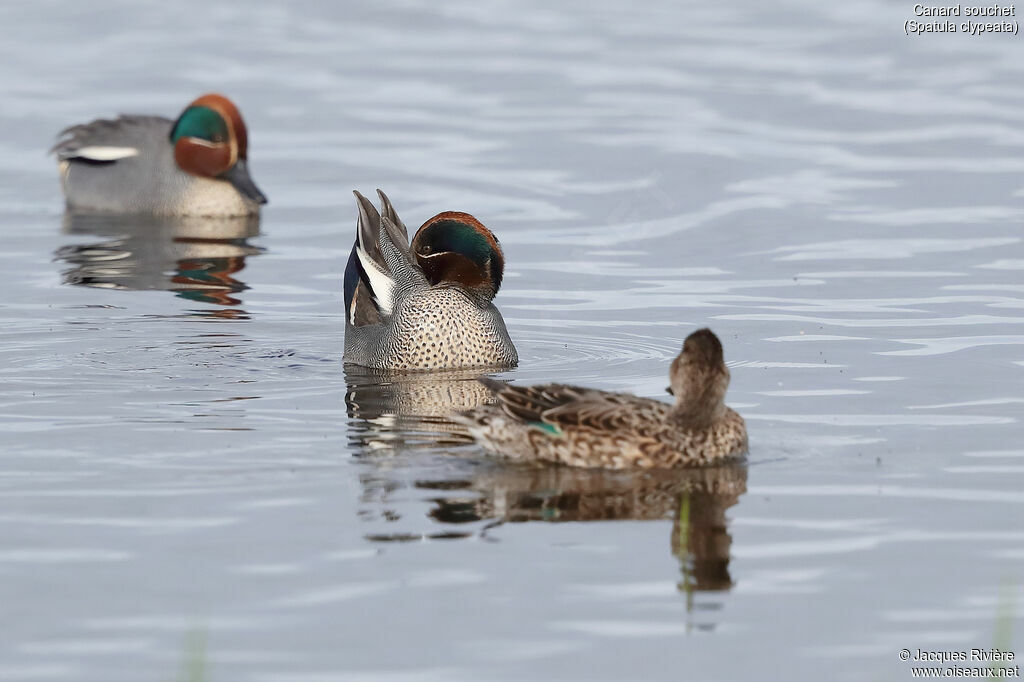 Canard souchet