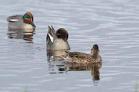 Canard souchet